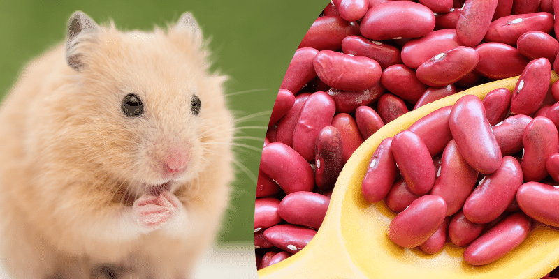 Can Hamsters Eat Kidney Beans