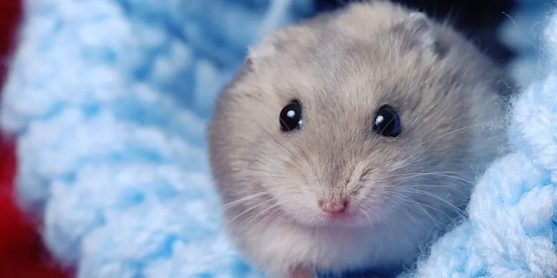 Can Russian Dwarf Hamster Live Alone