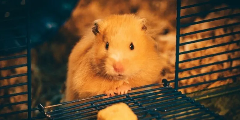 Fancy Bear Hamster: Everything You Need To Know