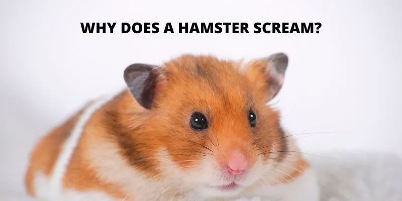 screaming hamster