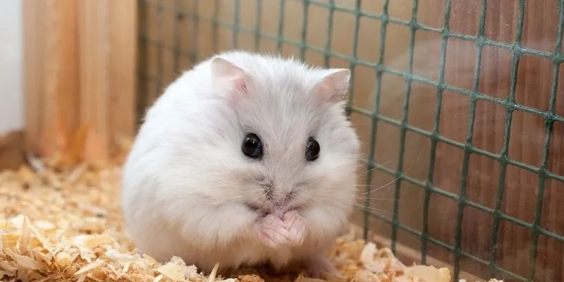 What Can I Feed My Chinese Dwarf Hamster