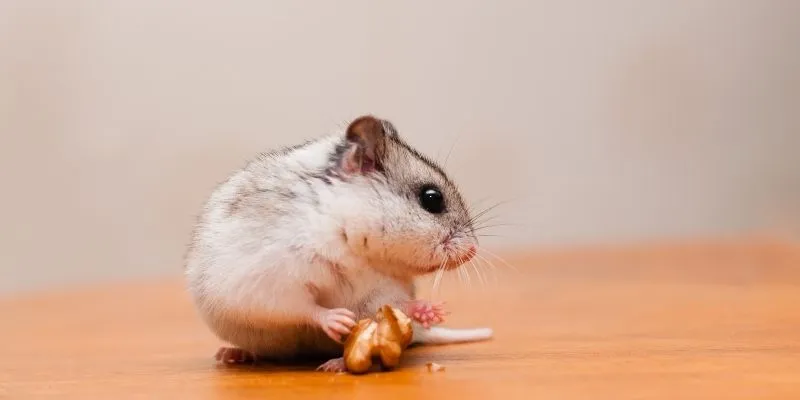 Chinese Hamster: All You Need To Know In 2022