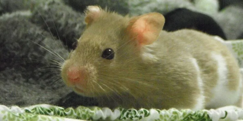 gansu hamster