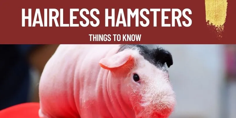 about hairless hamsters