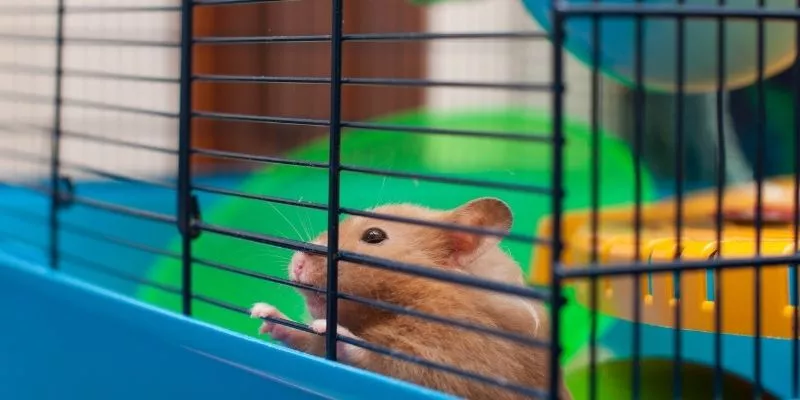 The Best 450 Square Inch Hamster Cage