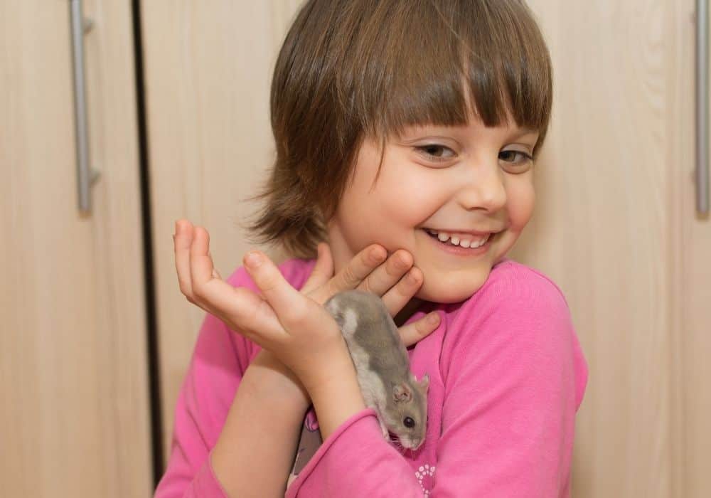 10 Fun Things To Do With Your Hamster