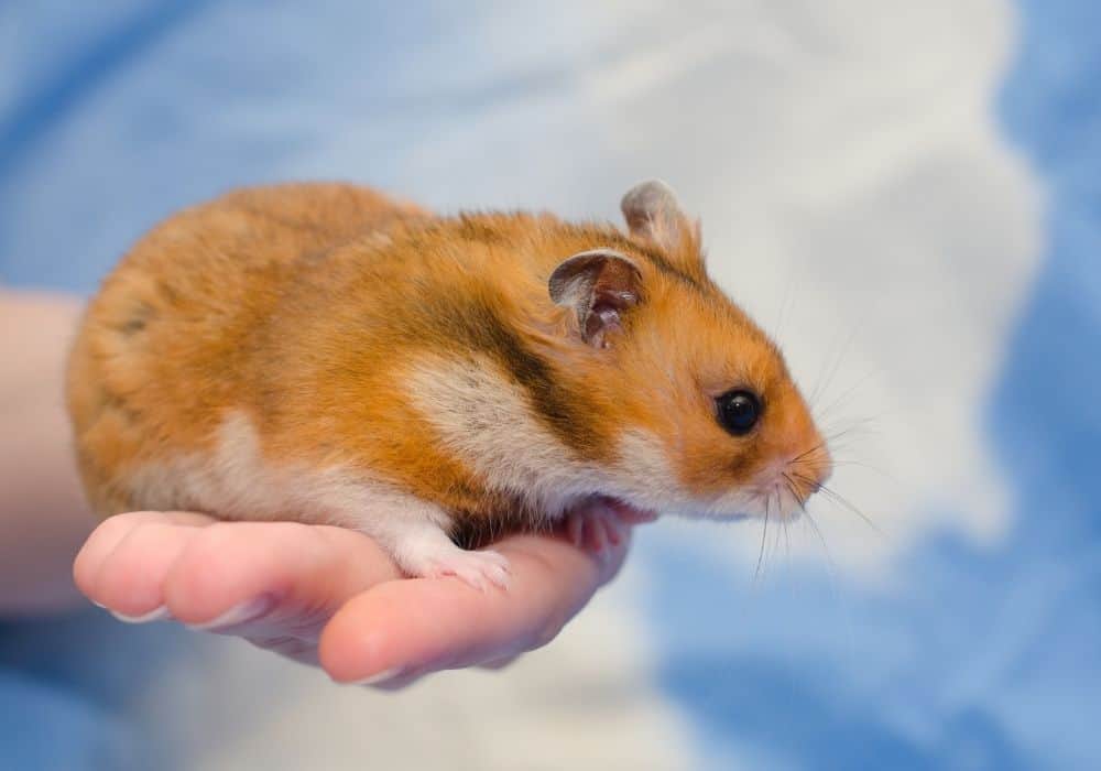 How Bad Do Syrian Hamsters Smell?