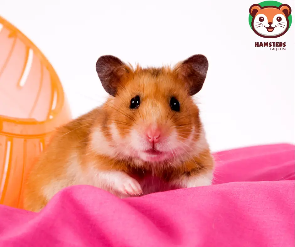 How Do I Keep My Hamster Warm?
