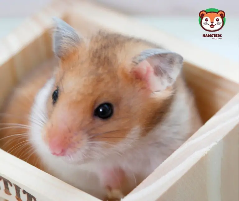 Do Hamsters Like Cluttered Cages? HamstersFAQ