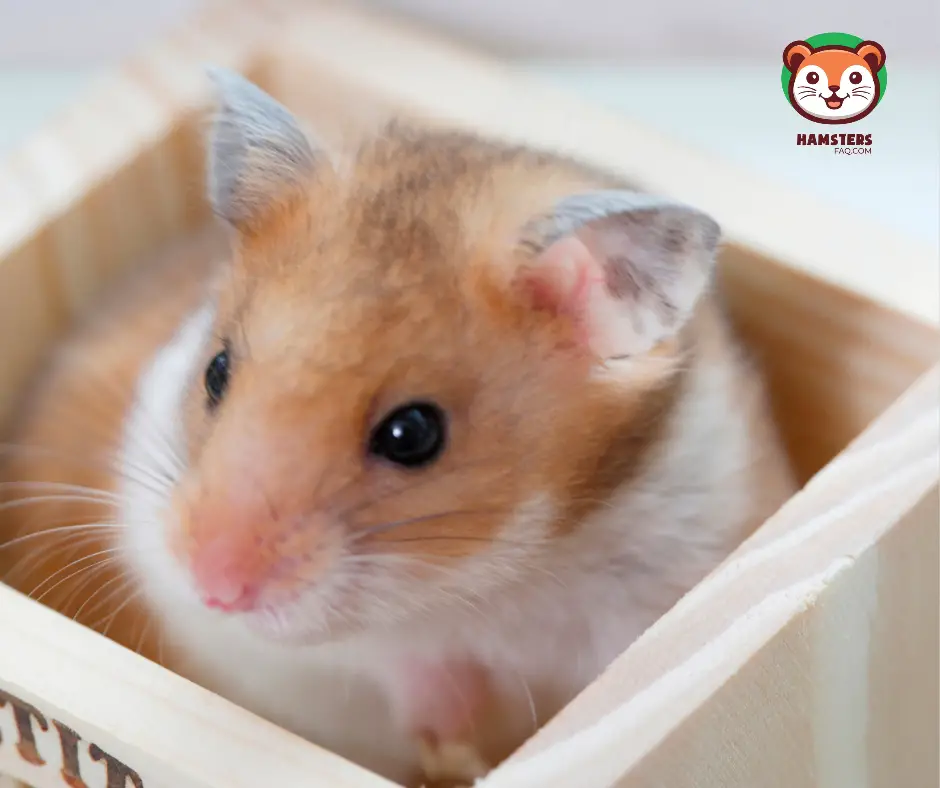 Do Hamsters Like Cluttered Cages?