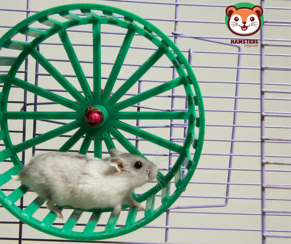 How Big Does a Syrian Hamster Wheel Need to Be?