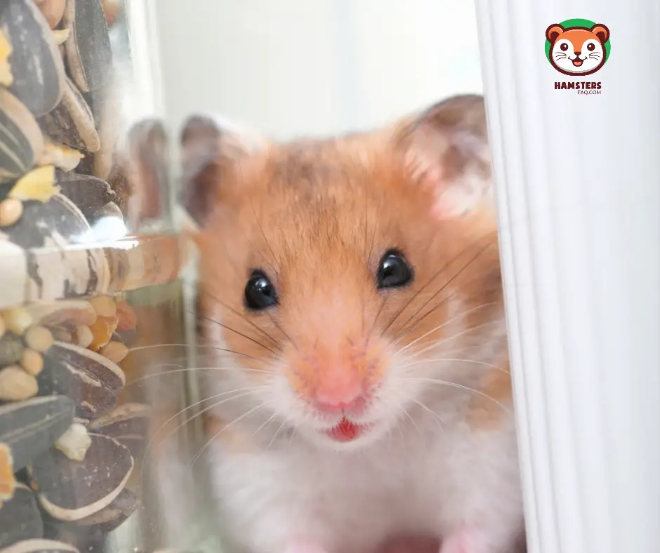 Should You Restock Hamster Food if They Hide Food?