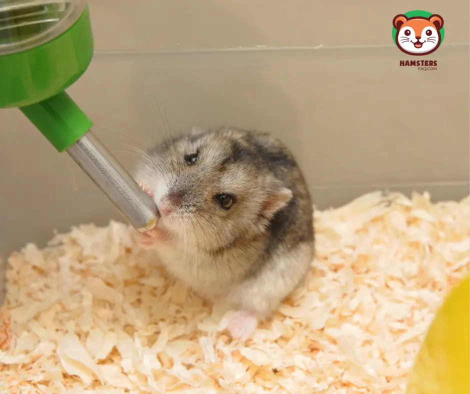 Does It Matter Where the Food and Water Is Set for A Hamster?