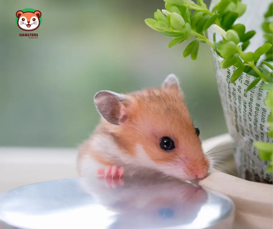 Do Hamsters Need Fresh Food Everyday?