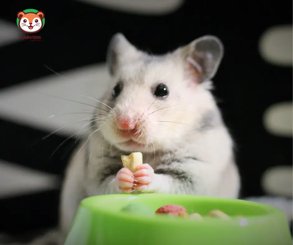 What Kind of Human Food Can a Hamster Eat?