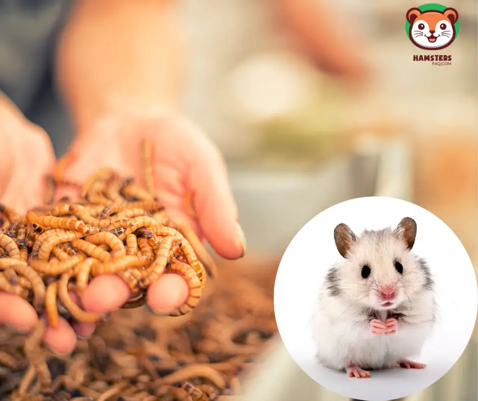 Can I Give My Hamster Live Mealworms?