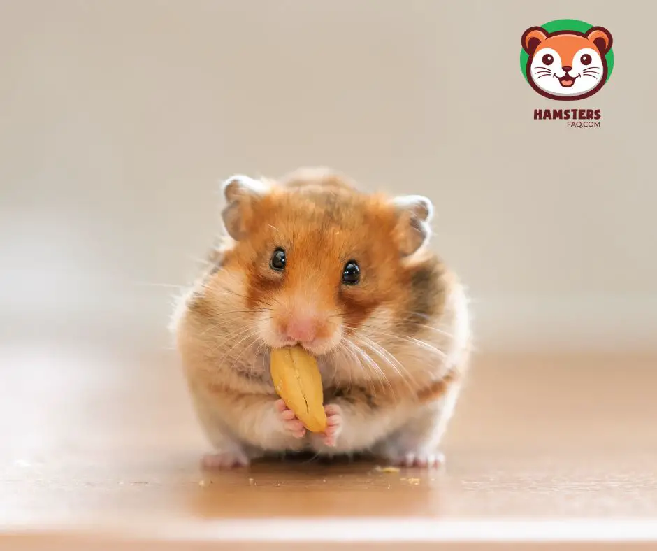 Can You Feed Young Guinea Pig Food to My Hamster?
