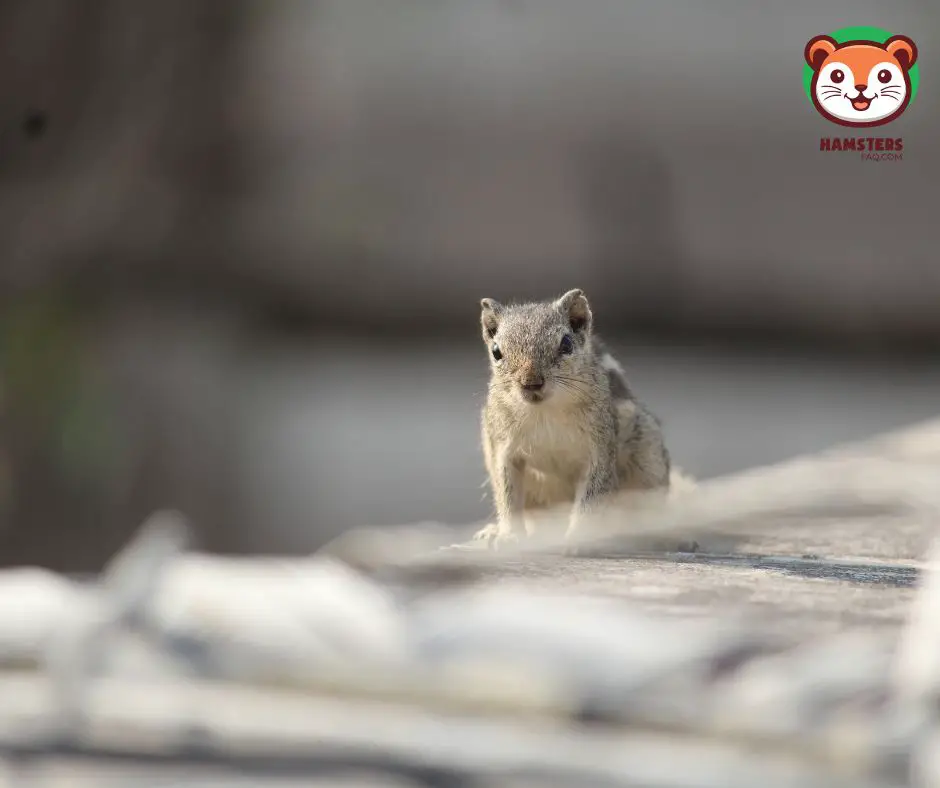 Can Baby Squirrels Eat Mouse or Hamster Food?