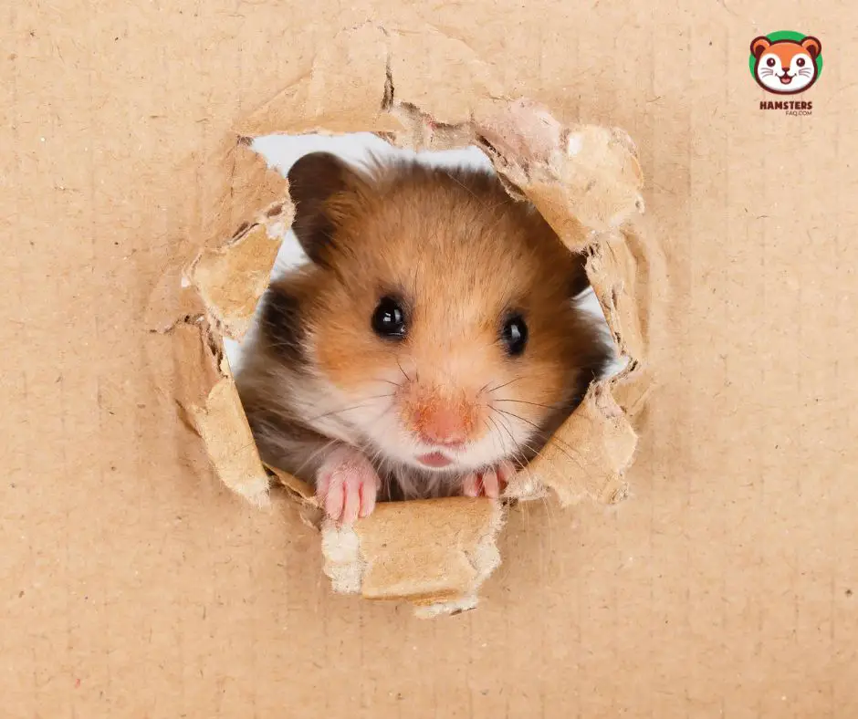 How Long Can a Hamster Survive without Food and Water?