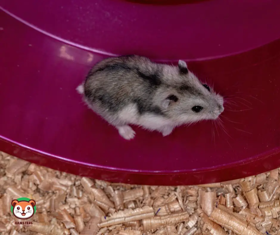 How Big of A Wheel Does a Dwarf Hamster Need?