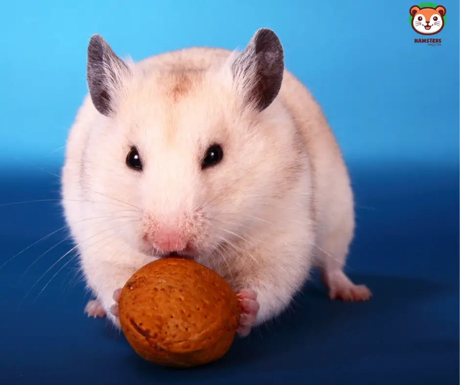 How Big Should a Syrian Hamster Ball Be?