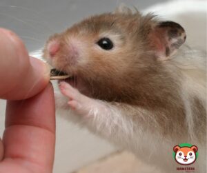 How Much Do You Feed a Hamster a Day