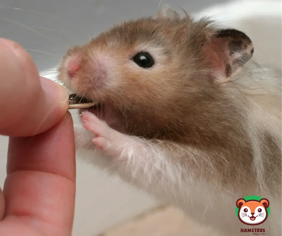 How Much Do You Feed a Hamster a Day?