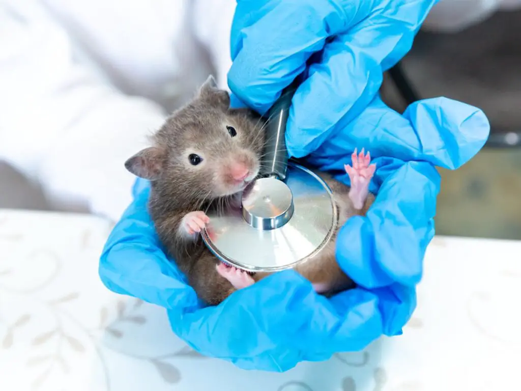 hamster at vet