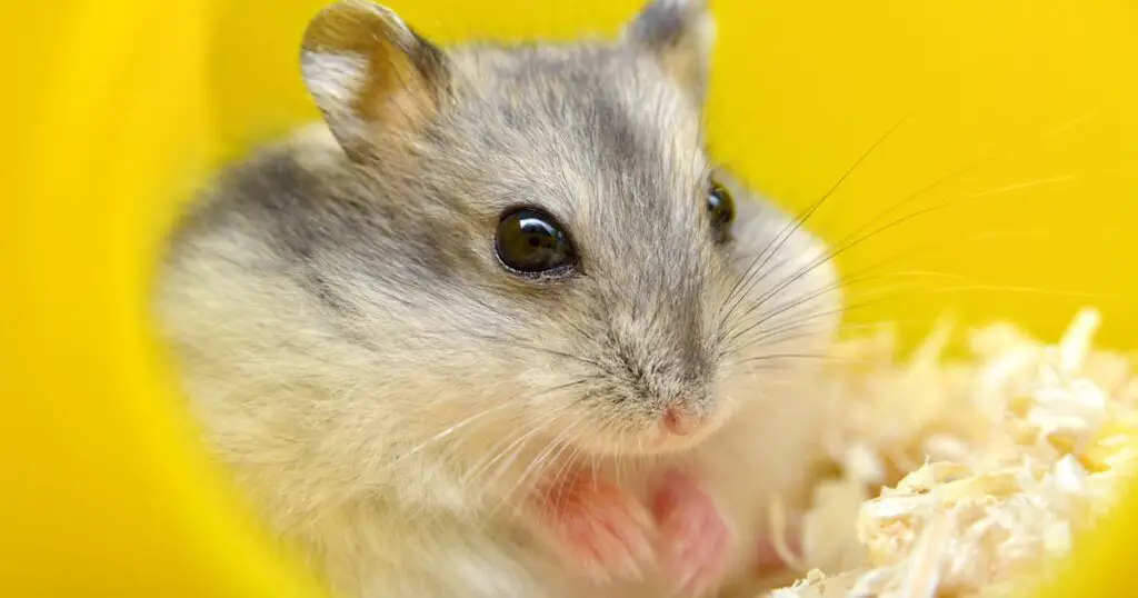 Can Hamsters Get Food Stuck in Their Cheeks