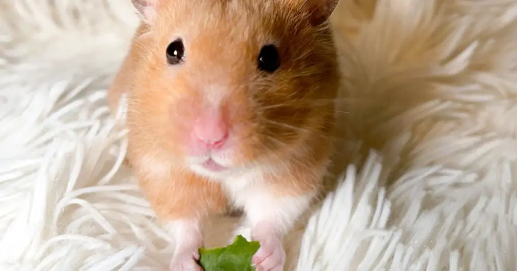 dwarf hamster easting spinach