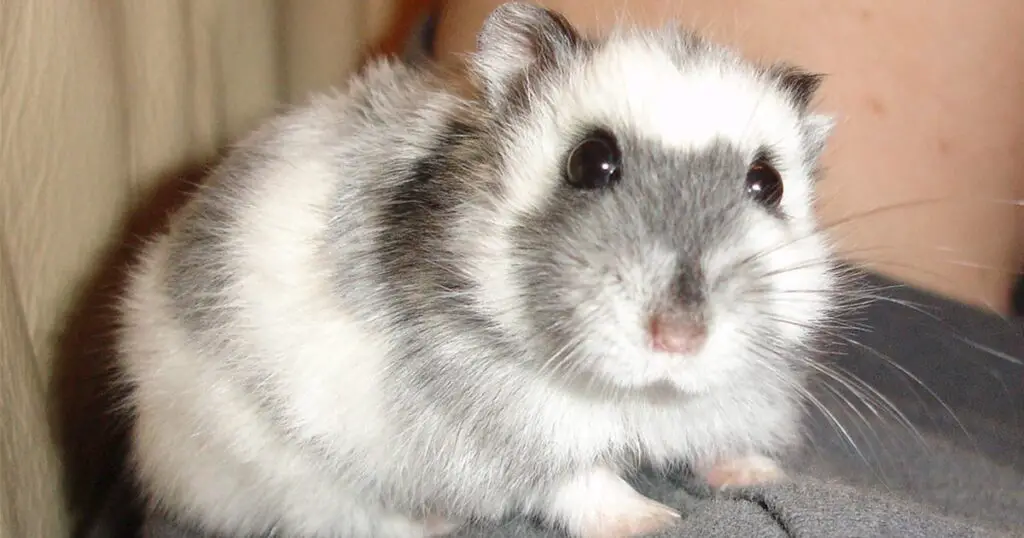 Can Russian Dwarf Hamsters Live Alone