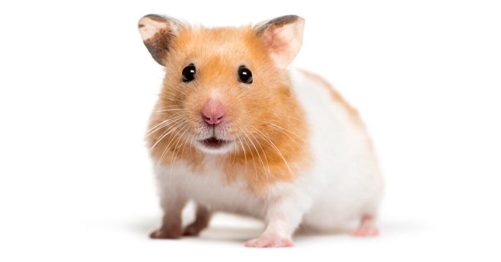 syrian hamster breed