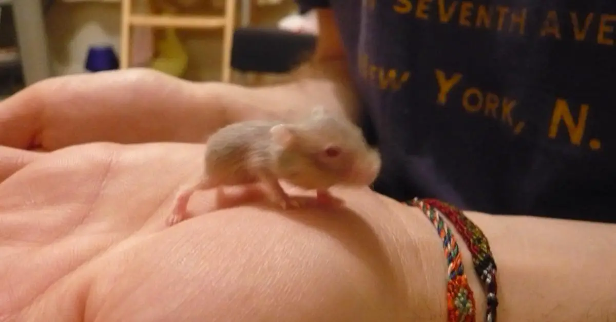 newborn hamster