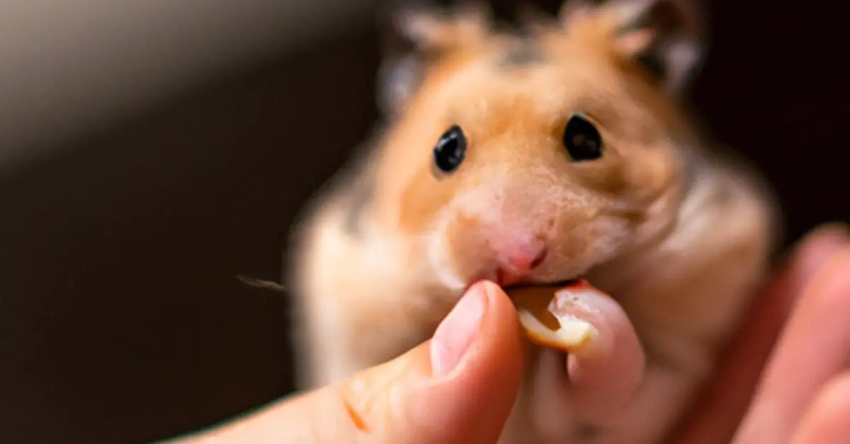 Transform Your Hamster's Bathroom Habits Litter Box Training Your