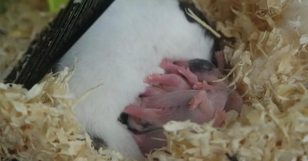 hamster births