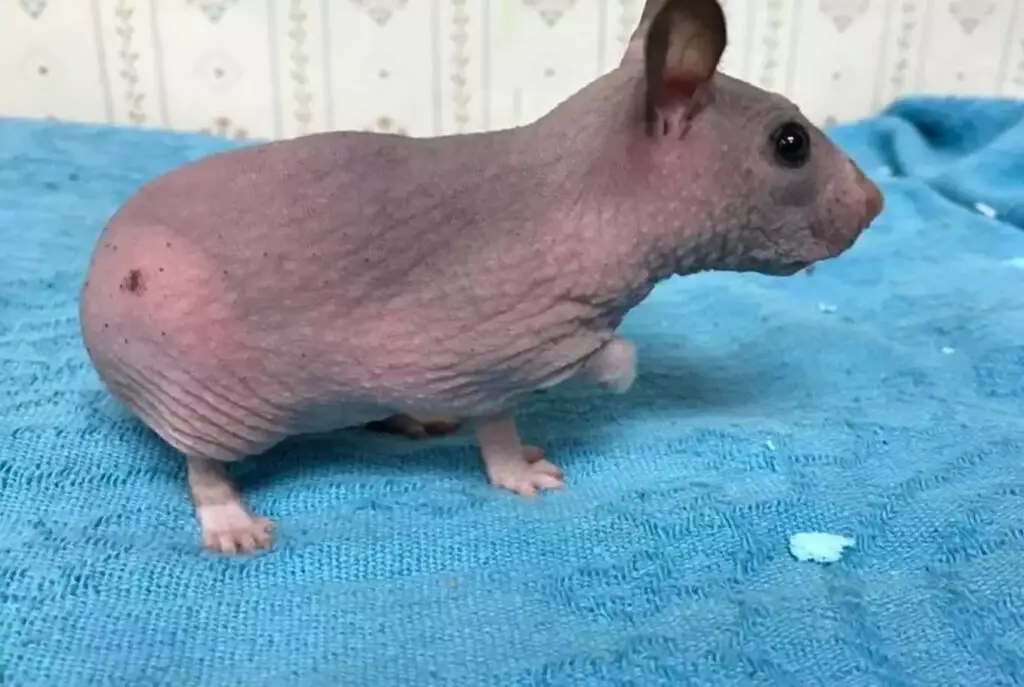 hairless hamster